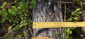 [11 inch Oak, 2026:05:05 10:42:31, 31.0129505, -83.2691043]