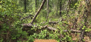 [16 inch Another downed pine, 2026:05:05 10:54:14, 31.0131704, -83.2690648]
