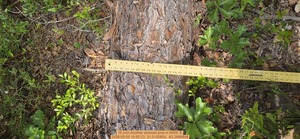 [16 inch Another downed pine, 2026:05:05 10:55:23, 31.0130854, -83.2688848]