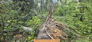 [14 inch Magnolia near swayback shack, 2026:05:05 14:18:10, 31.0122657, -83.2708260]