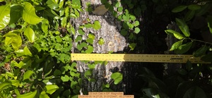 [23 inch Oak, 2026:05:05 14:27:25, 31.0123447, -83.2708063]