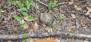 [10 inch Dead leaning pine, 2026:05:05 14:33:27, 31.0120492, -83.2708329]