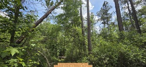 [10 inch Dead leaning pine, 2026:05:05 14:42:58, 31.0095623, -83.2712954]