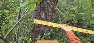 [10 inch Dead leaning pine, 2026:05:05 14:43:51, 31.0095936, -83.2712727]