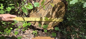 [19 inch Biggest pine, 2026:05:05 15:01:59, 31.0103213, -83.2710546]