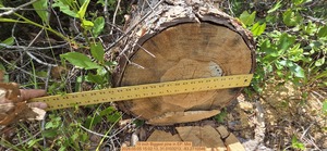 [19 inch Biggest pine, 2026:05:05 15:02:13, 31.0103213, -83.2710546]