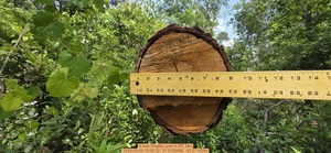 [9 inch Smaller pine, 2026:05:05 15:06:32, 31.0102698, -83.2710244]