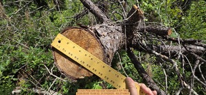 [8 inch Pine with top over notaroad, 2026:05:05 15:08:32, 31.0102025, -83.2710601]