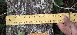 [5 inch Oak top on notaroad, 2026:05:05 15:14:51, 31.0100631, -83.2710627]