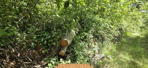 [5 inch Oak top on notaroad, 2026:05:05 15:15:31, 31.0100974, -83.2710588]