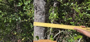 [8 inch Top oak, 2026:05:05 15:20:08, 31.0100917, -83.2711670]