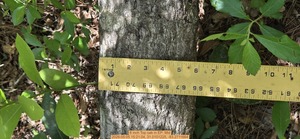 [8 inch Top oak, 2026:05:05 15:21:04, 31.0101225, -83.2711664]