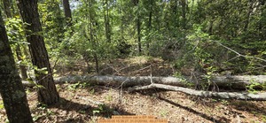 [6 inch Bottom oak, 2026:05:05 15:38:27, 31.0120193, -83.2710410]