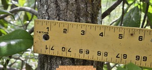 [12 inch Big oak, 2026:05:05 15:50:55, 31.0121287, -83.2710418]