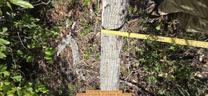 [5 inch Small leaning, 2026:05:05 16:06:36, 31.0124639, -83.2714615]