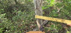 [5 inch Small leaning, 2026:05:05 16:07:46, 31.0124857, -83.2714592]