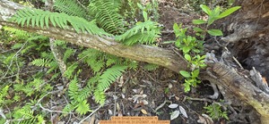 [5 inch Small leaning, 2026:05:05 18:01:40, 31.0123657, -83.2723044]
