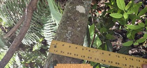 [12 inch Broke 8 and 14 feet up, 2026:05:05 18:13:35, 31.0123352, -83.2723779]
