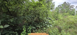 [12 inch Big pine down, 2026:05:08 10:44:32, 31.0102581, -83.2742078]