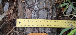 [12 inch Big pine down, 2026:05:08 10:53:03, 31.0095300, -83.2741675]