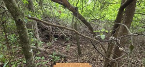 [4 inch Brokrn oak 5.5 feet up, 2026:05:08 11:22:55, 31.0095565, -83.2750321]