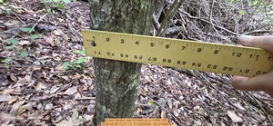 [4 inch Brokrn oak 5.5 feet up, 2026:05:08 11:27:13, 31.0095556, -83.2749409]
