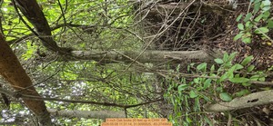 [9 inch Oak broke 20 feet up, 2026:05:08 11:31:14, 31.0095825, -83.2749862]