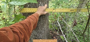 [14 inch Medium snapped 20 feet up, 2026:05:08 12:24:48, 31.0093261, -83.2737863]
