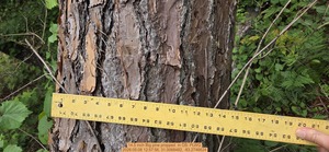 [14.5 inch Big pine propped , 2026:05:08 12:57:56, 31.0068482, -83.2746624]