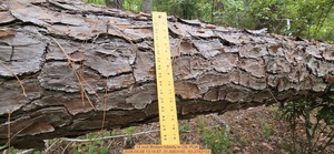 [14 inch Broken loblolly, 2026:05:08 13:14:57, 31.0063149, -83.2742133]