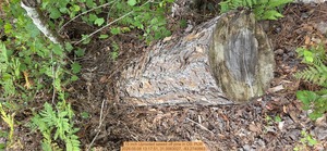 [15 inch Uprooted sawed off pine, 2026:05:08 13:17:51, 31.0063027, -83.2740863]