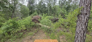[14 inch Big pine near driveway , 2026:05:08 18:18:44, 31.0125633, -83.2669369]