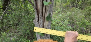 [12 inch SE pine, 2026:05:08 18:34:24, 31.0123613, -83.2667645]