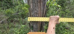 [12 inch Oak broken 6 feet up, 2026:05:08 18:34:43, 31.0123742, -83.2667982]