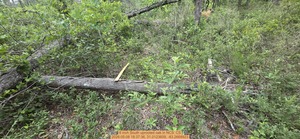 [8 inch South uprooted oak, 2026:05:08 18:37:36, 31.0123609, -83.2668923]