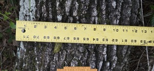 [13 inch Bottom oak, 2026:05:08 18:48:48, 31.0123832, -83.2669306]