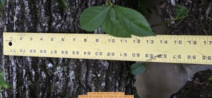 [13 inch Bottom oak, 2026:05:08 18:49:04, 31.0124118, -83.2669336]