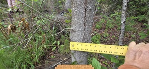 [5 inch Oak broke 6 feet up, 2026:05:09 11:17:42, 31.0082814, -83.2691363]