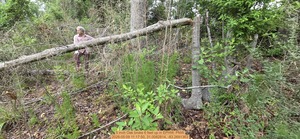 [5 inch Oak broke 6 feet up, 2026:05:09 11:17:50, 31.0082814, -83.2691363]