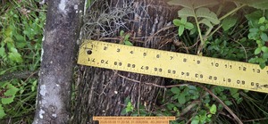 [7 inch Uprooted oak under snapped oak, 2026:05:09 11:20:58, 31.0082856, -83.2691418]