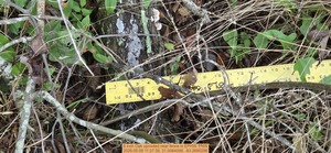 [6 inch Oak uprooted near fence, 2026:05:09 11:27:39, 31.0084098, -83.2690296]
