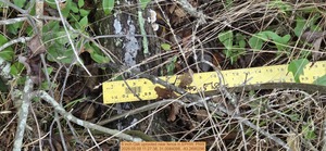 [6 inch Oak uprooted near fence, 2026:05:09 11:27:38, 31.0084098, -83.2690296]