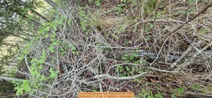 [6 inch Oak uprooted near fence, 2026:05:09 11:27:44, 31.0083573, -83.2690663]