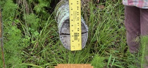 [6 inch Broke oak sawed, 2026:05:09 11:29:50, 31.0083341, -83.2692091]