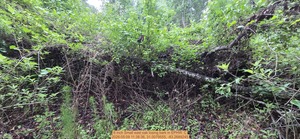 [6 inch Small east oak losing bark, 2026:05:09 11:38:36, 31.0079555, -83.2689245]