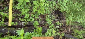 [6 inch Small east oak losing bark, 2026:05:09 15:42:20, 31.0080245, -83.2692654]