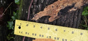 [4 inch Small under oak, 2026:05:09 15:44:51, 31.0080423, -83.2692441]
