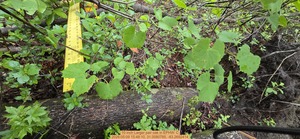 [10 inch Larger pair oak, 2026:05:09 15:48:10, 31.0080785, -83.2692414]