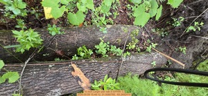 [10 inch Larger pair oak, 2026:05:09 15:48:12, 31.0080785, -83.2692414]