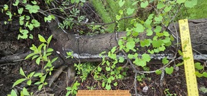 [13 inch Largest oak, to the south, 2026:05:09 15:50:21, 31.0079588, -83.2691772]